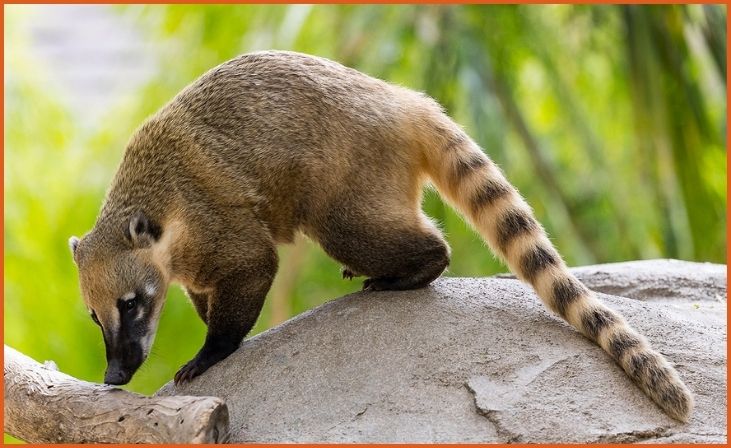 Coatimundi