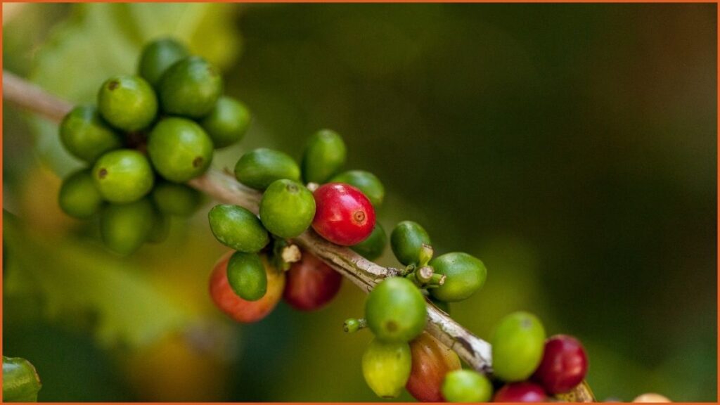 Coffee Plant (Coffea arabica)