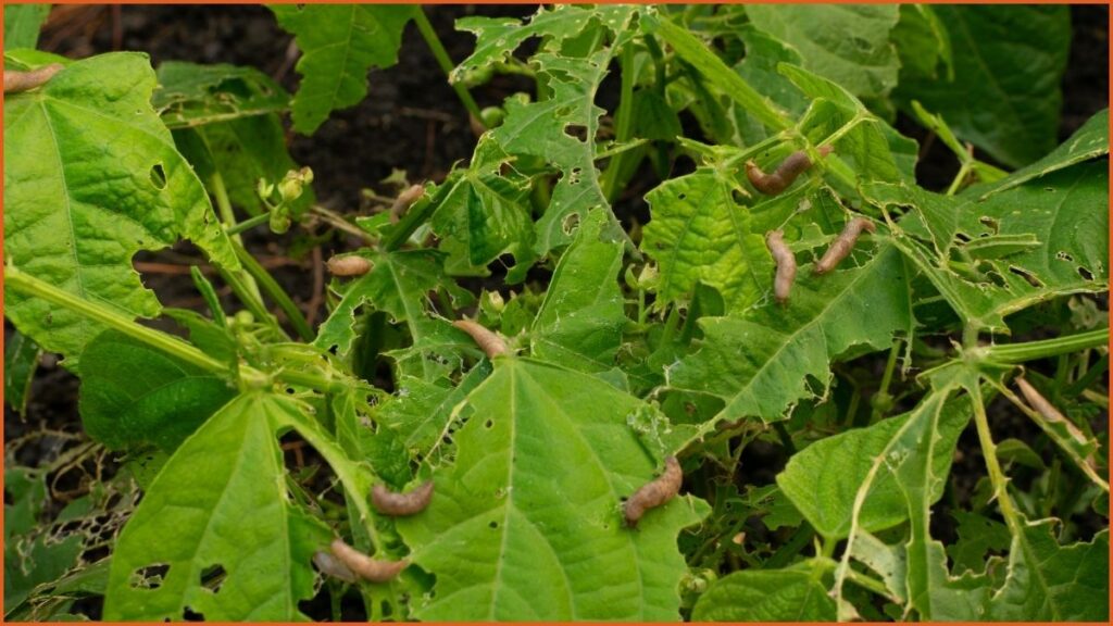 Combat Slugs and Snails