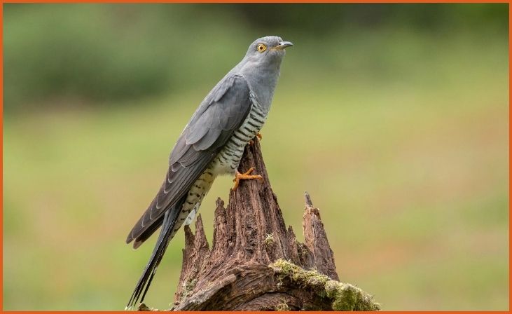 Common Cuckoo