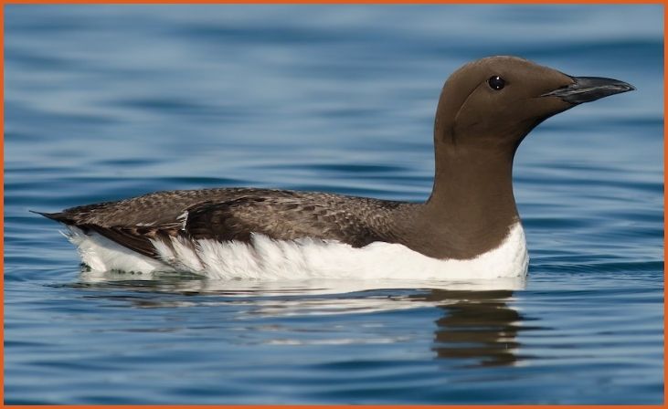 Common Murre