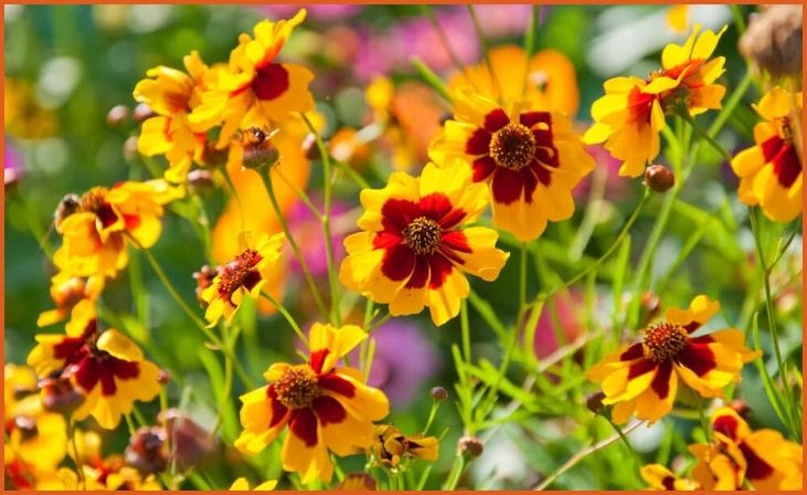 Coreopsis