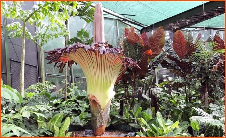 Corpse Flower (Amorphophallus titanum)