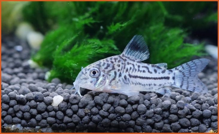 Corydoras Catfish