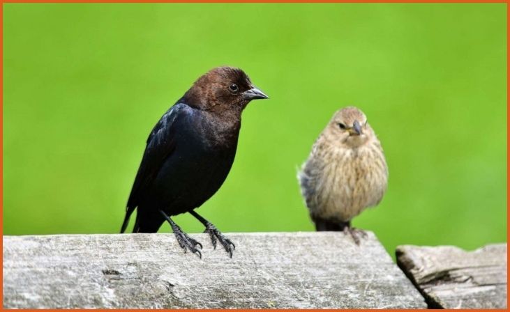 Cowbird