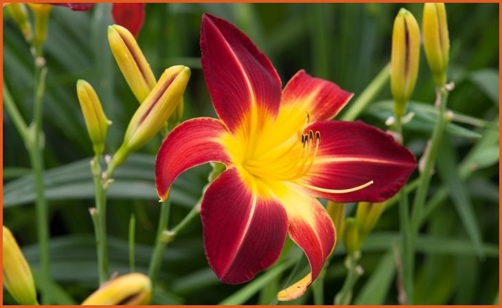 Daylily (Hemerocallis)