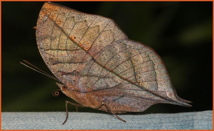 Dead Leaf Butterfly