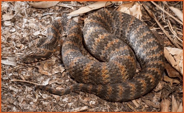 Death Adder