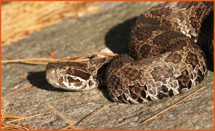 Desert Massasauga Rattlesnake