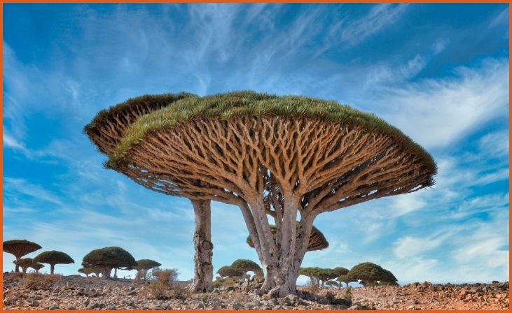 Dragon’s Blood Tree (Dracaena cinnabari)