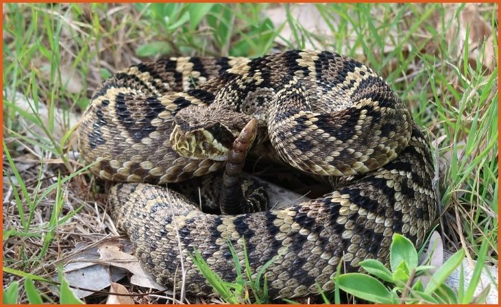  Eastern Diamondback Rattlesnake