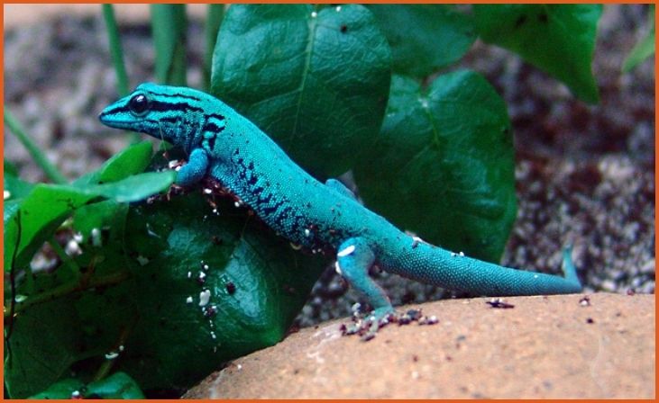 Electric Blue Gecko