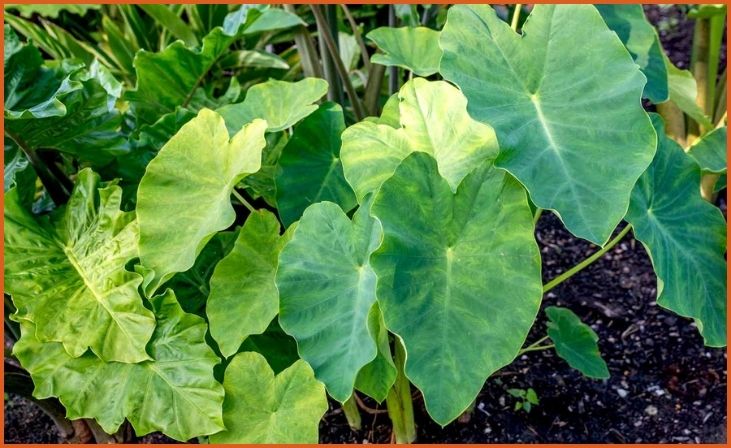 Elephant Ear Plants