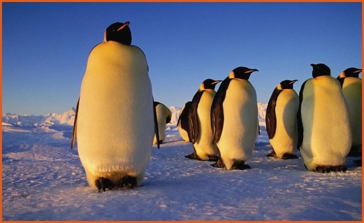 Emperor Penguin