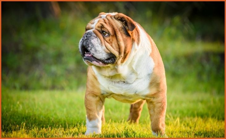 English Bulldog