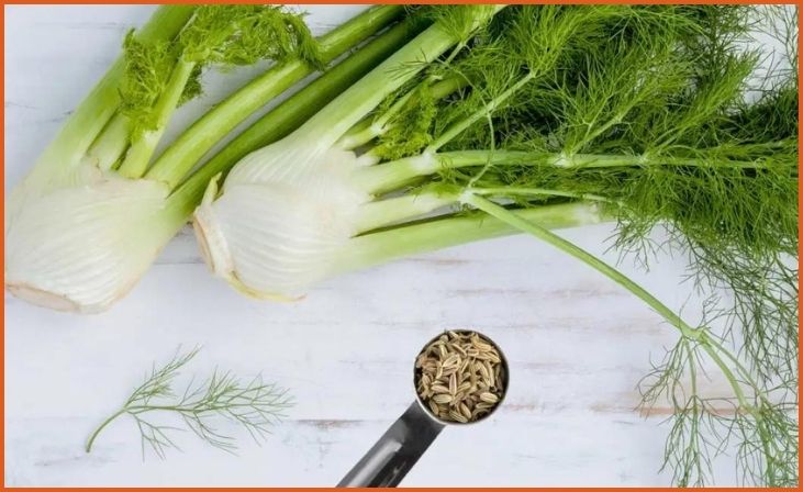 Fennel