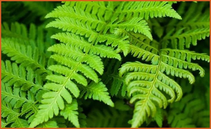 Ferns