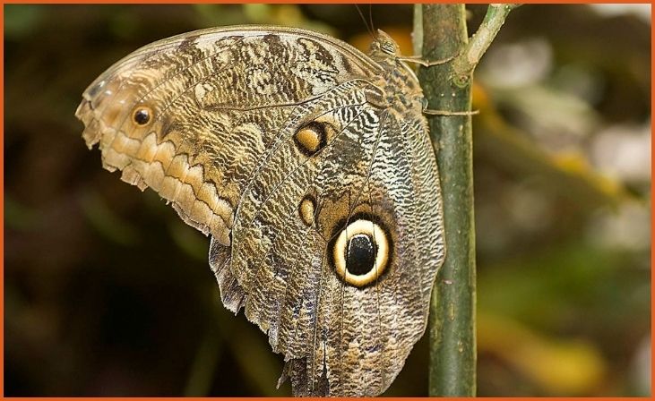 Forest Giant Owl Butterfly