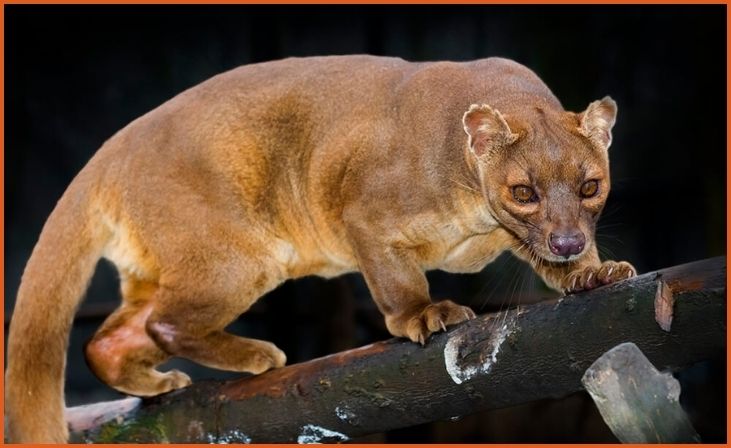 Fossa