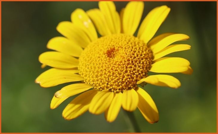 Golden Marguerite (Anthemis tinctoria)