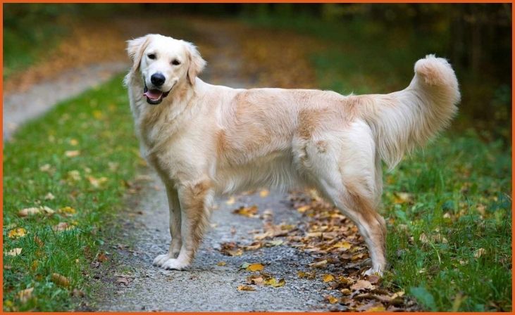 Golden Retriever