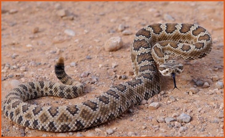 Great Basin Rattlesnake