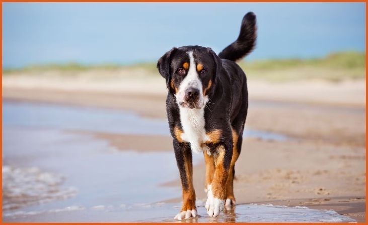 Greater Swiss Mountain Dog