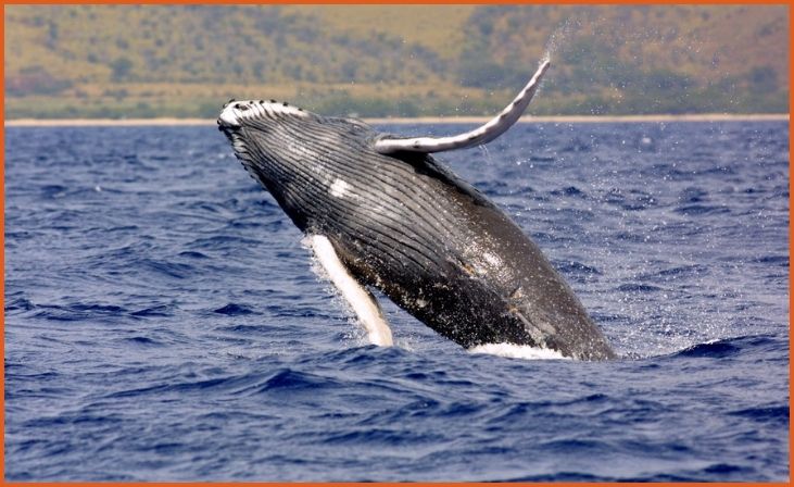 Humpback Whales