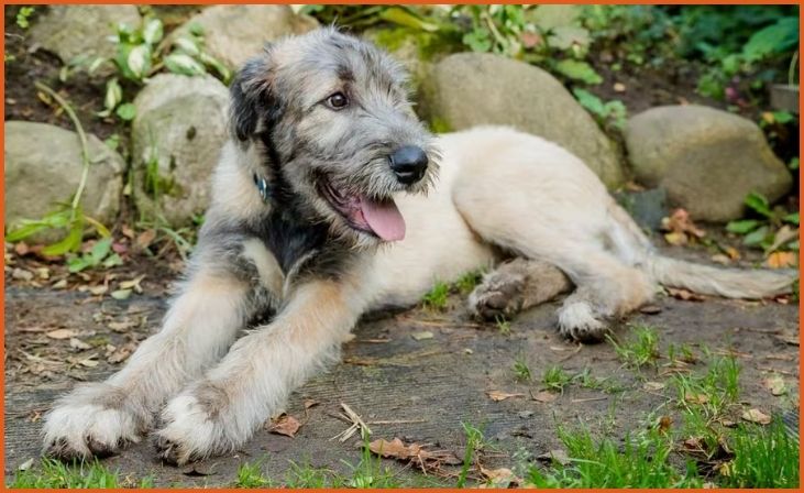 Irish Wolfhound