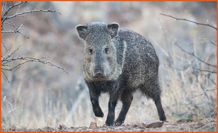 Javelina