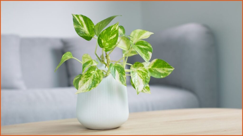 Pothos (Epipremnum aureum)