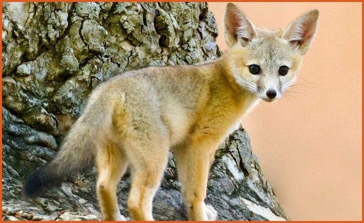 Kit Fox