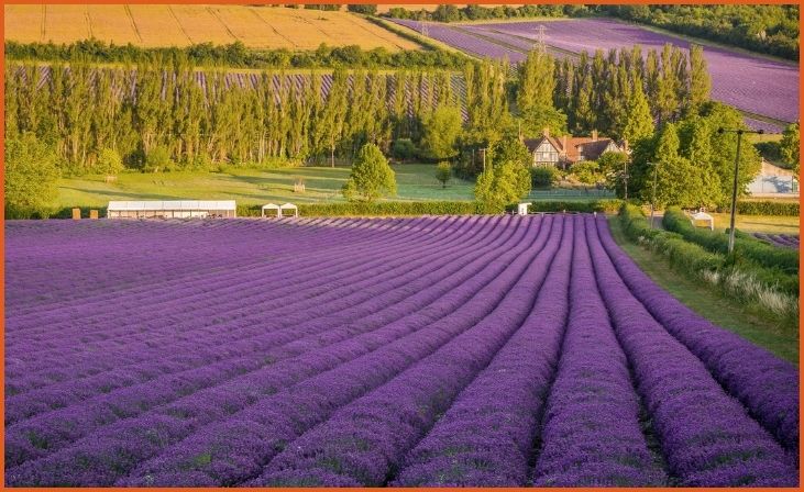 Lavender Field