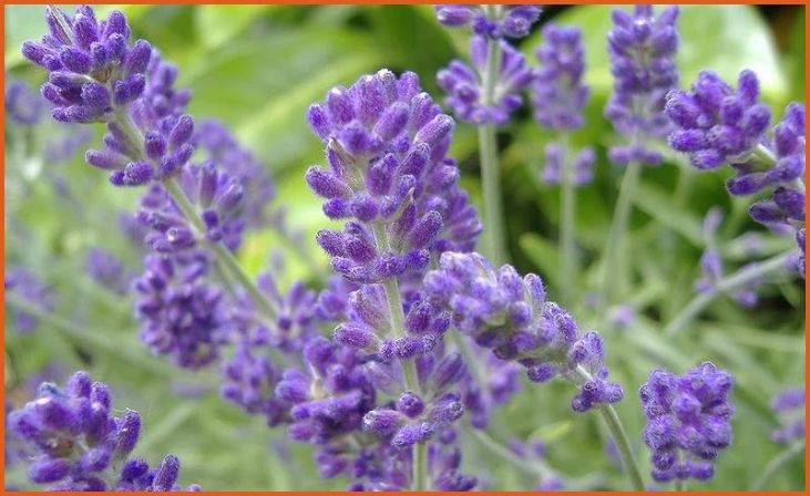 Lavender (Lavandula spp.)