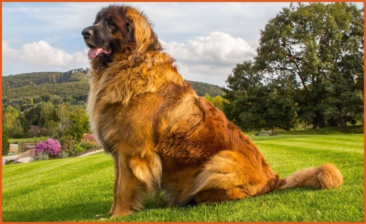 Leonberger