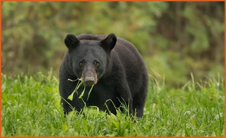 2. Louisiana Black Bear