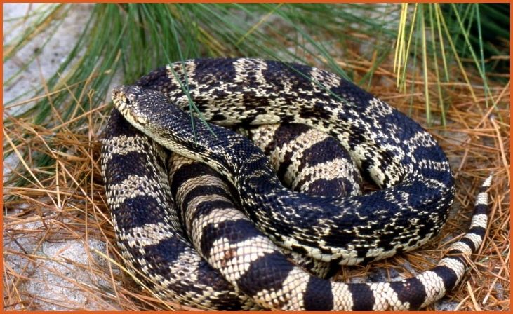 Louisiana Pine Snake