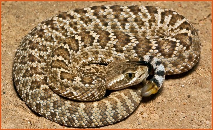 Mojave Rattlesnake