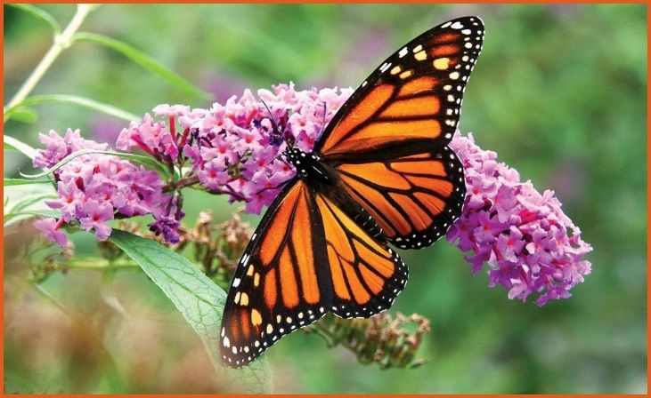 Monarch Butterfly