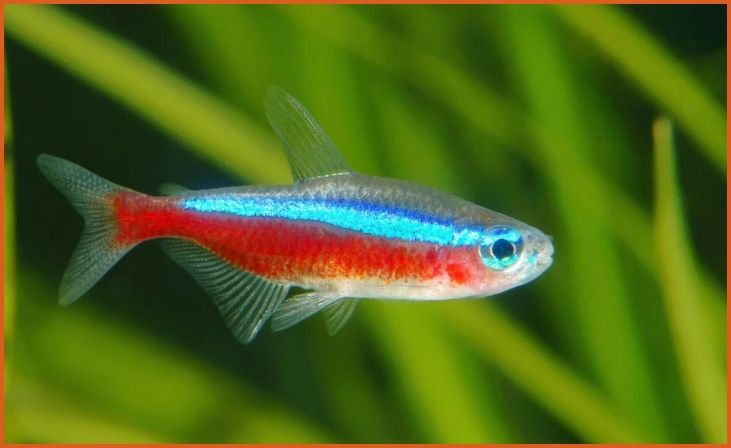 Neon Tetras