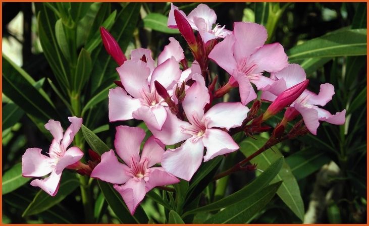 Oleander