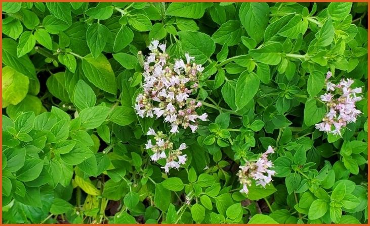 Oregano (Origanum vulgare)