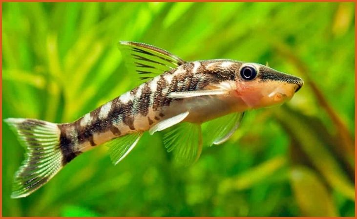 Otocinclus Catfish