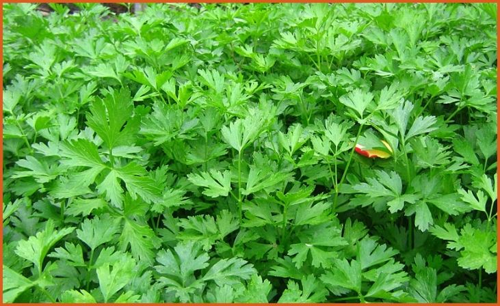 Parsley (Petroselinum crispum)