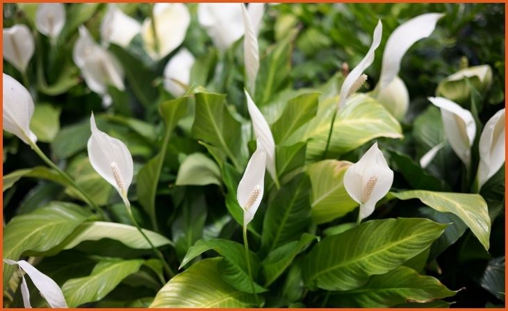 Peace Lily