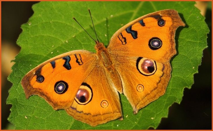 Peacock Pansy