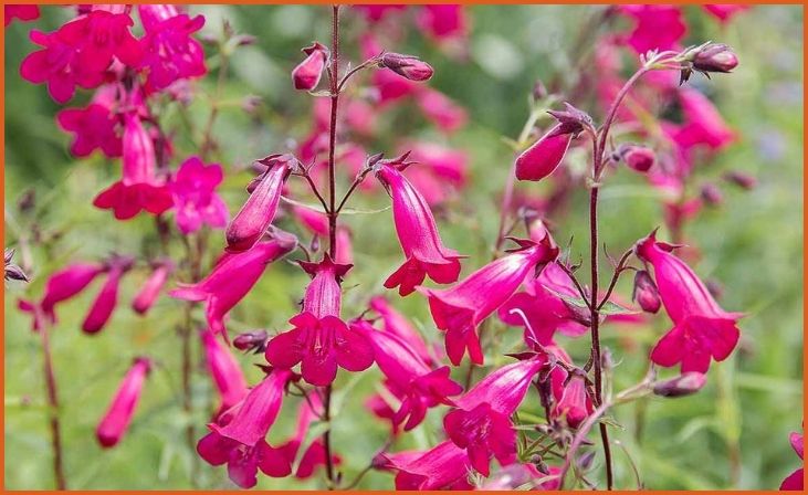 Penstemon (Penstemon spp.)