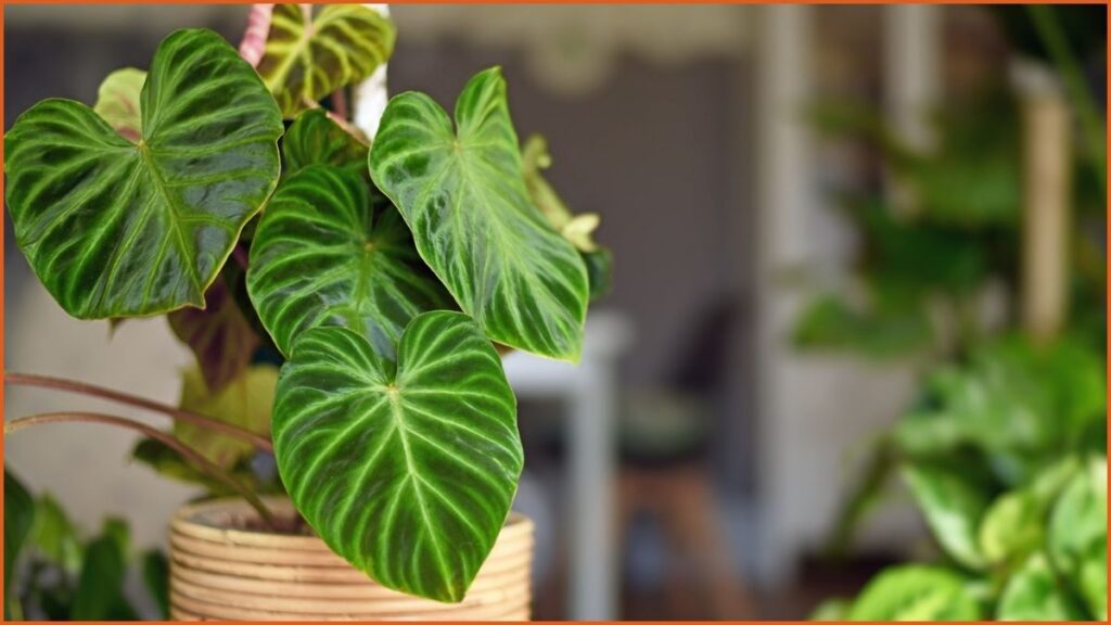 Philodendron (Philodendron spp.)