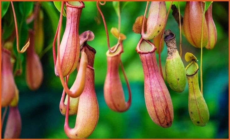 Pitcher Plant (Nepenthes spp.)