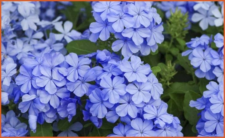 Plumbago